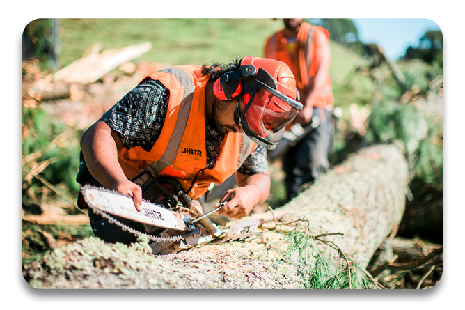 Thinning to Waste Training Scheme course at Te Wananga o Aotearoa