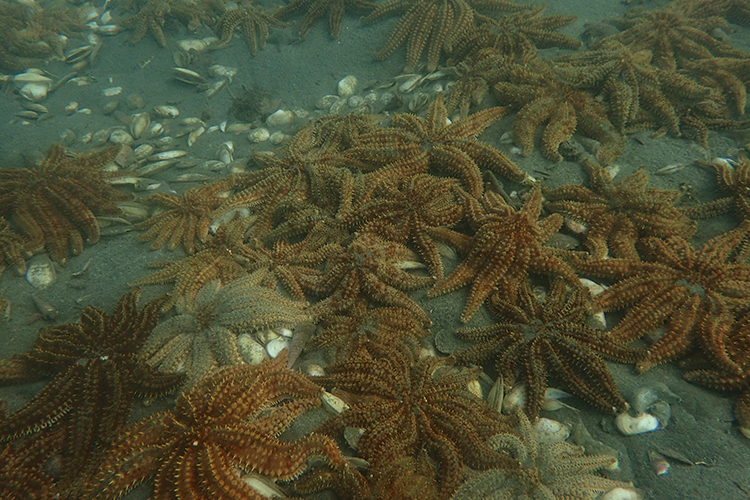 Seastars