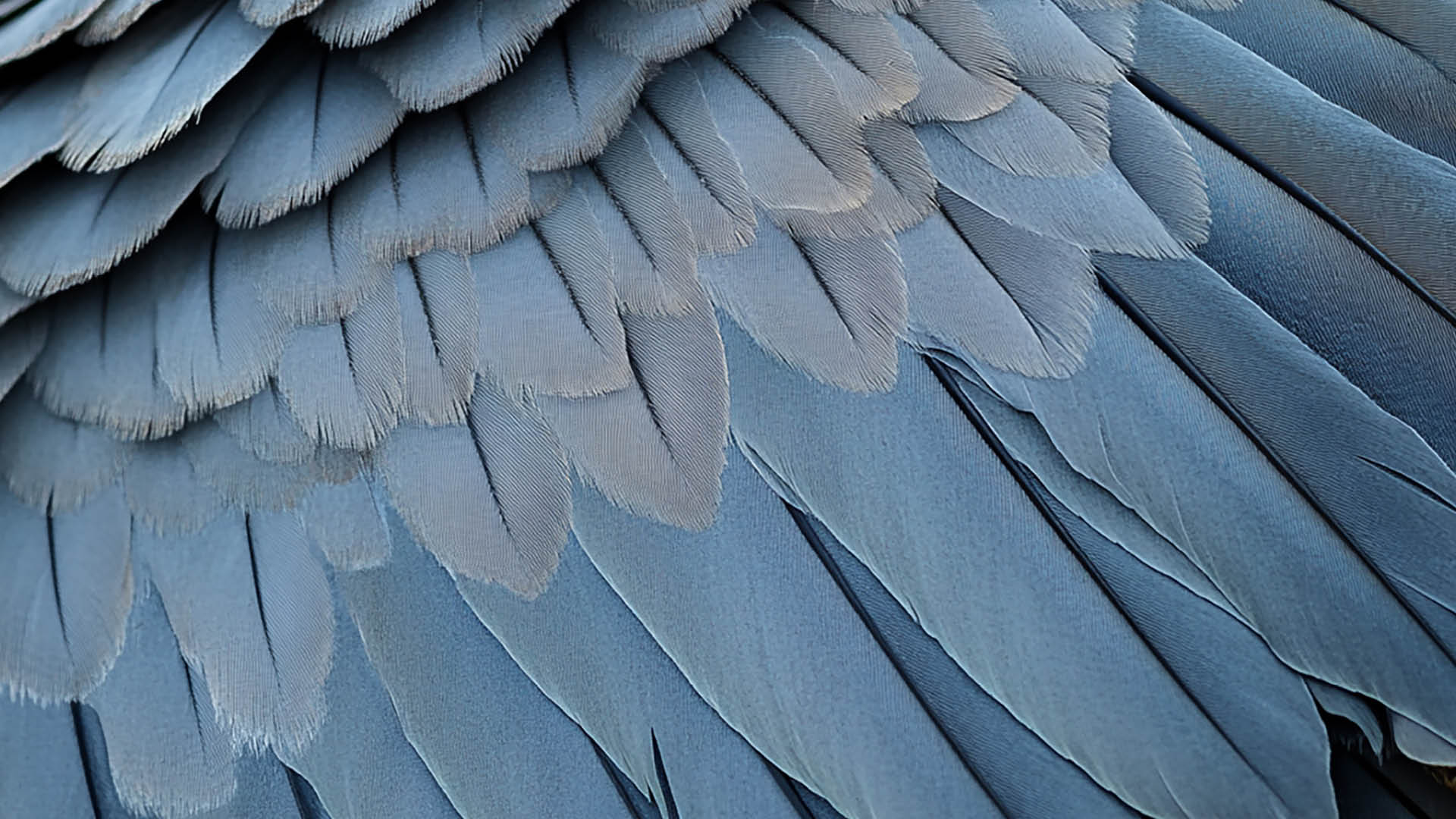 Te Wānanga o Aotearoa_Te Reo Māori_Te Tohu Reo Rumaki