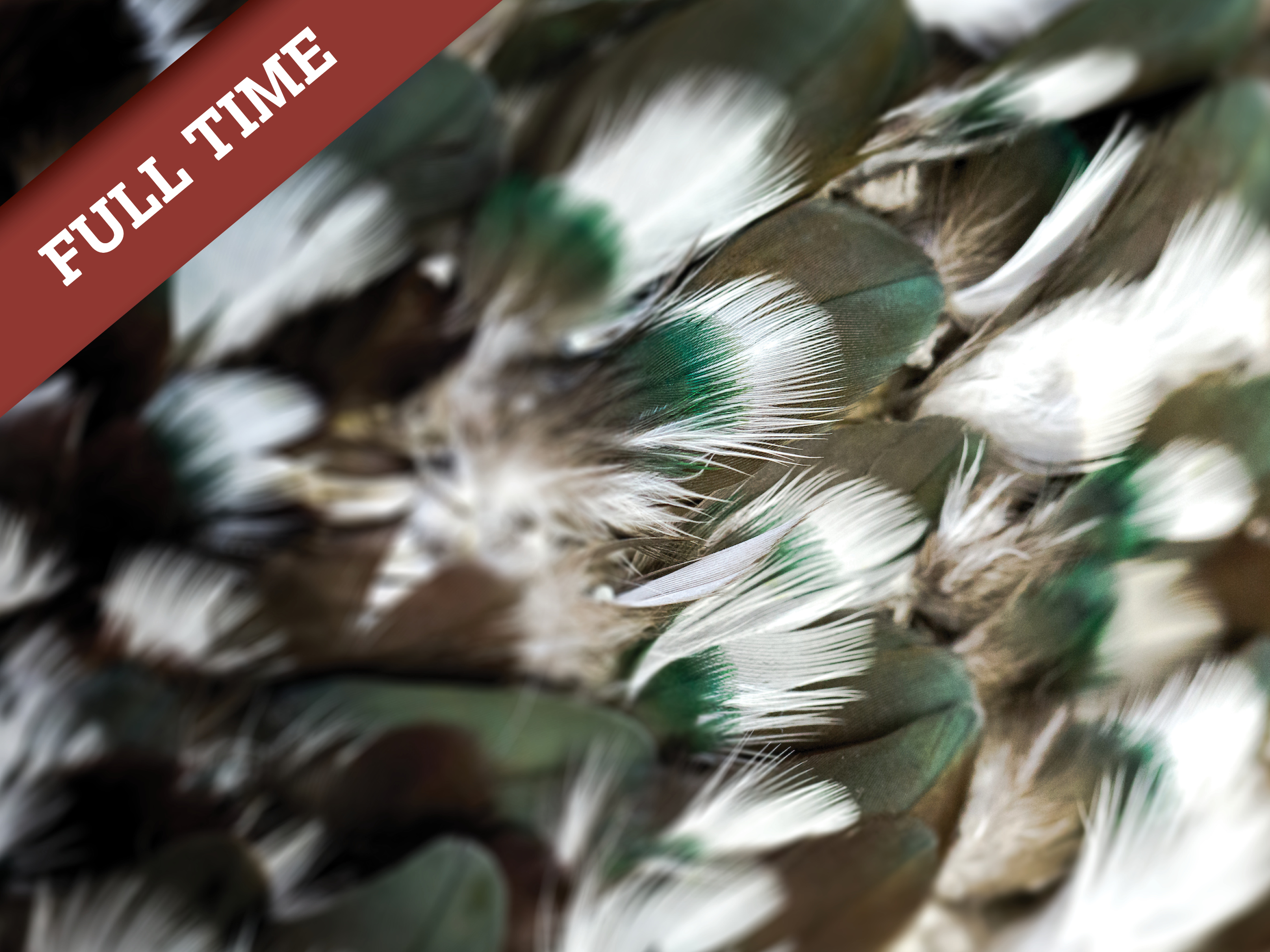 Te Ara Reo Māori Level 1 Full-time