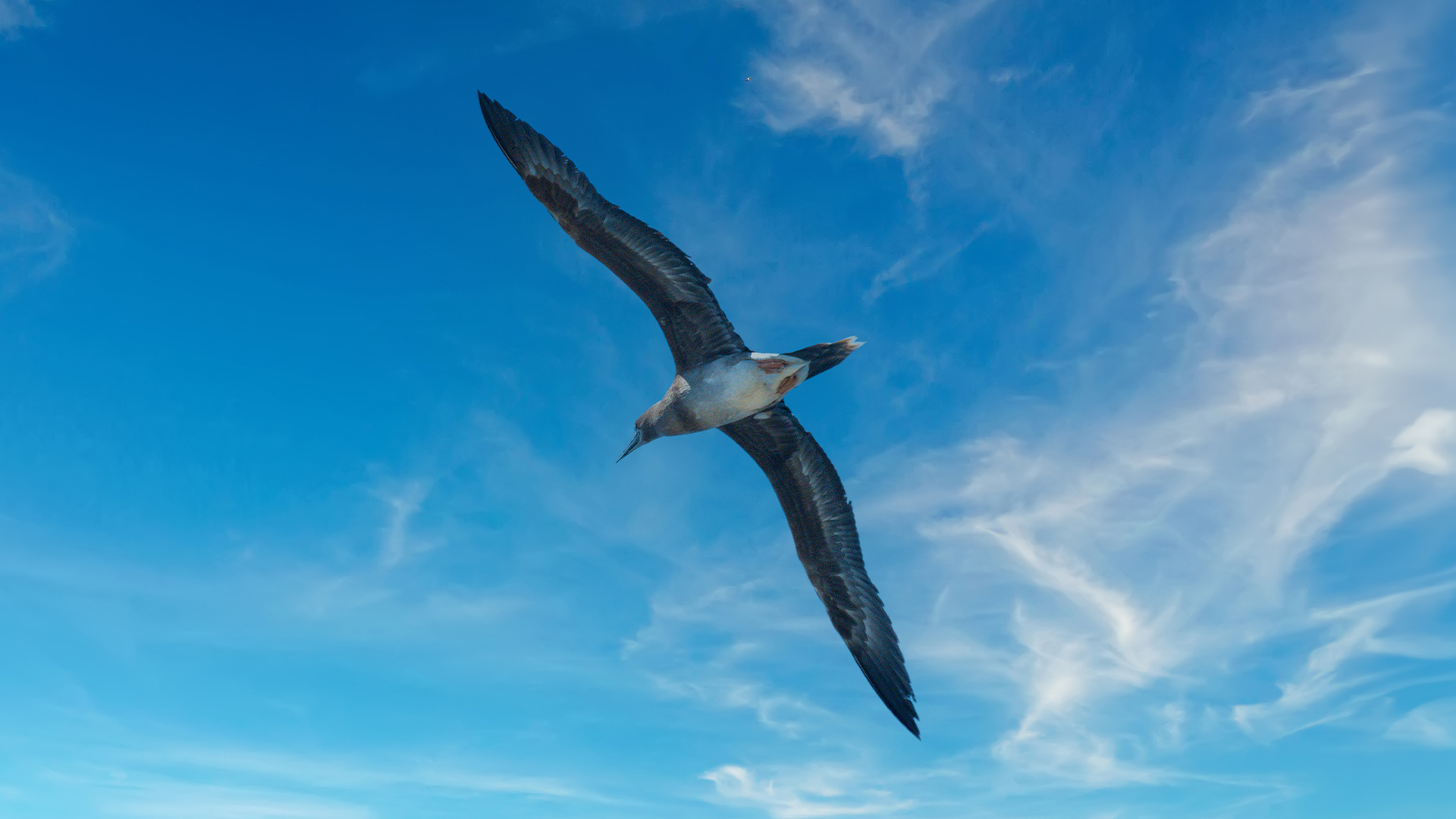 Albatross flying above in a clear blue sky