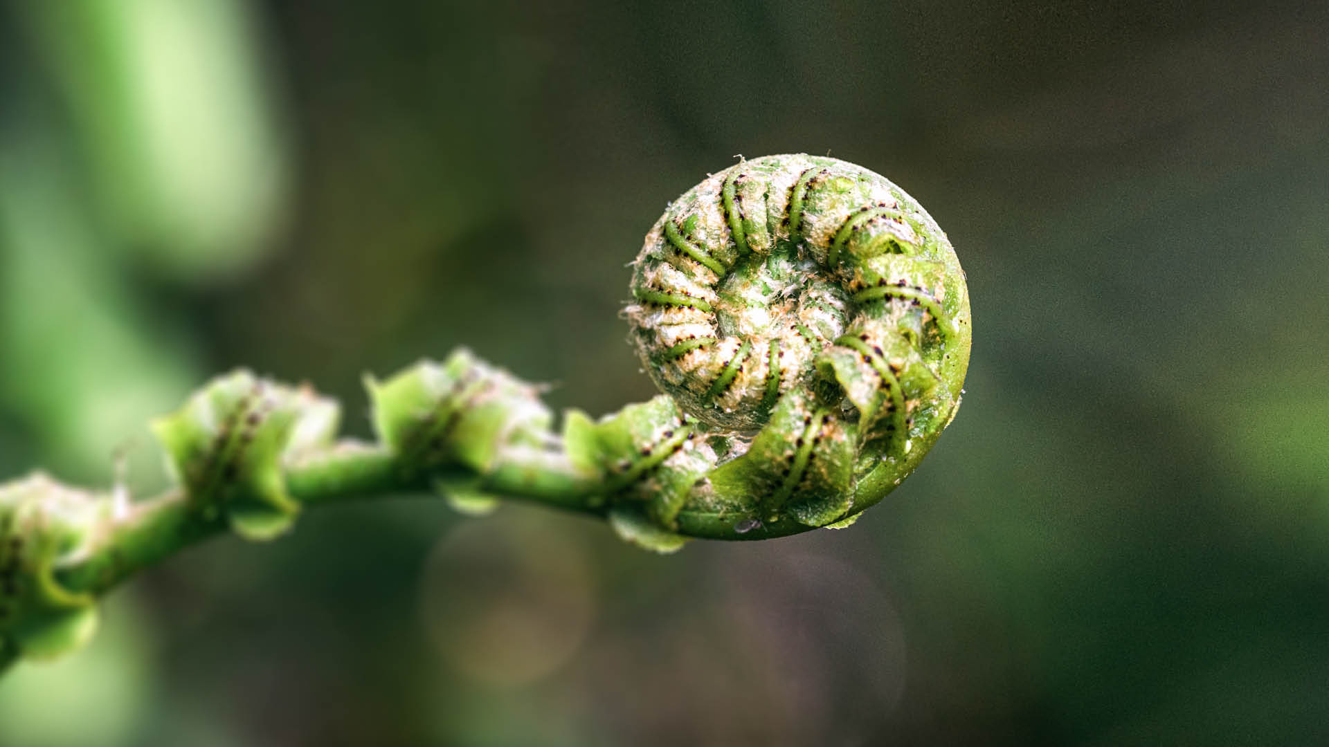 Te Wānanga o Aotearoa_Hauora Health & Wellbeing. Close up image of fern pitopito