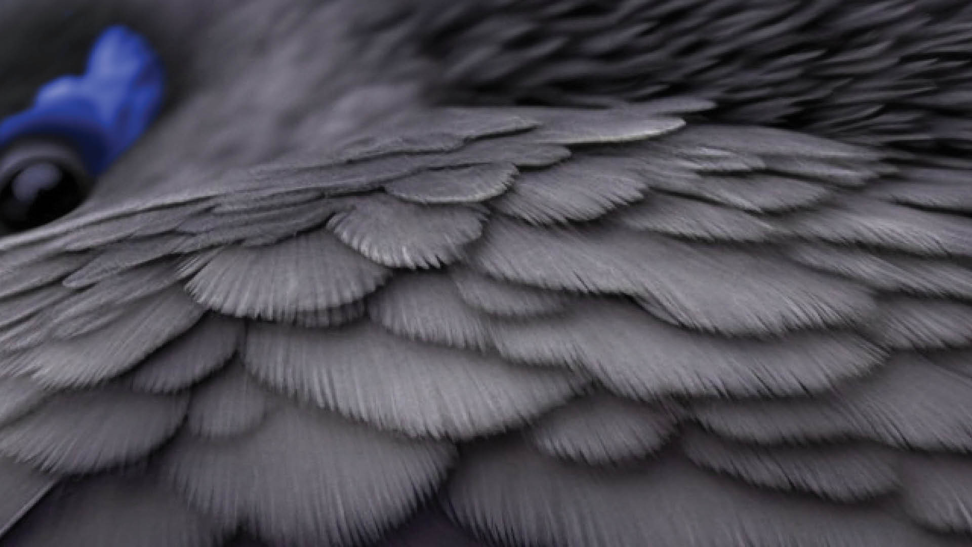 Te Wānanga o Aotearoa_Te Reo Māori_He Pī Ka Rere