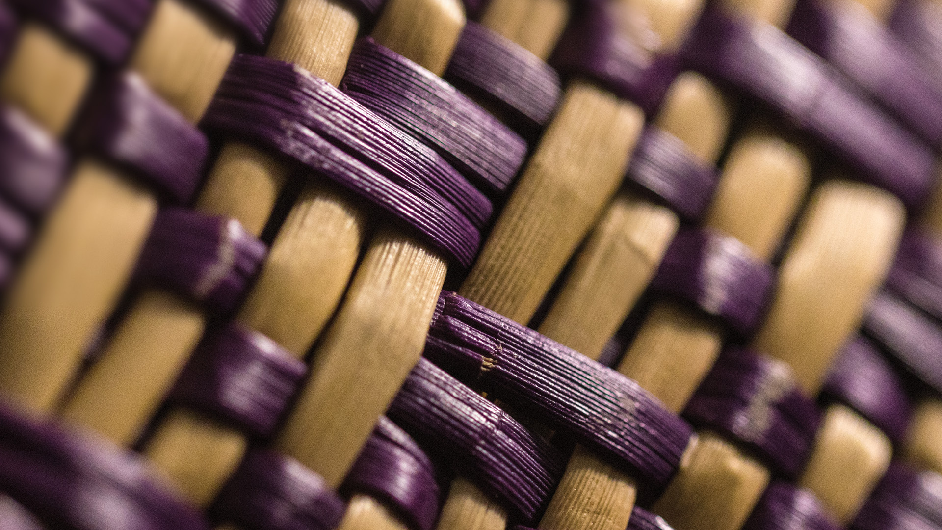 Te Wānanga o Aotearoa_Ako Education_He Puāwai