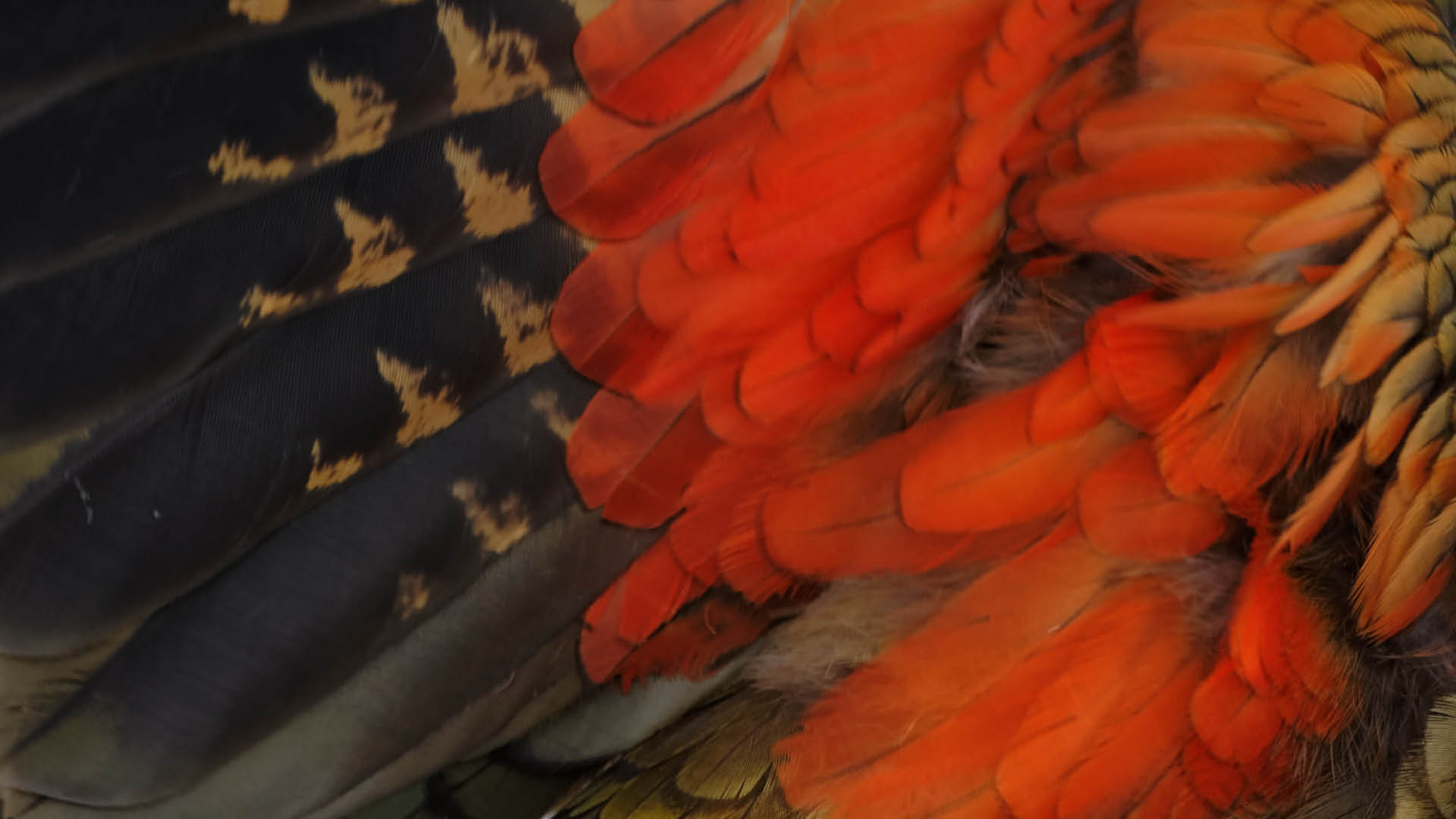 Te Wānanga o Aotearoa_Te Reo Māori_TARM Level 2