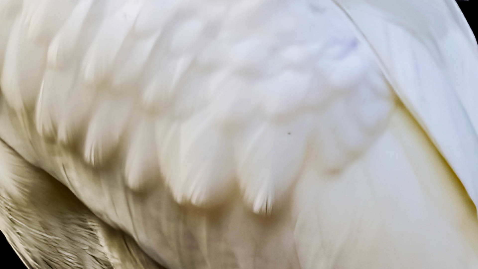 Te Wānanga o Aotearoa_Te Reo Māori_Te Tohu Paerua