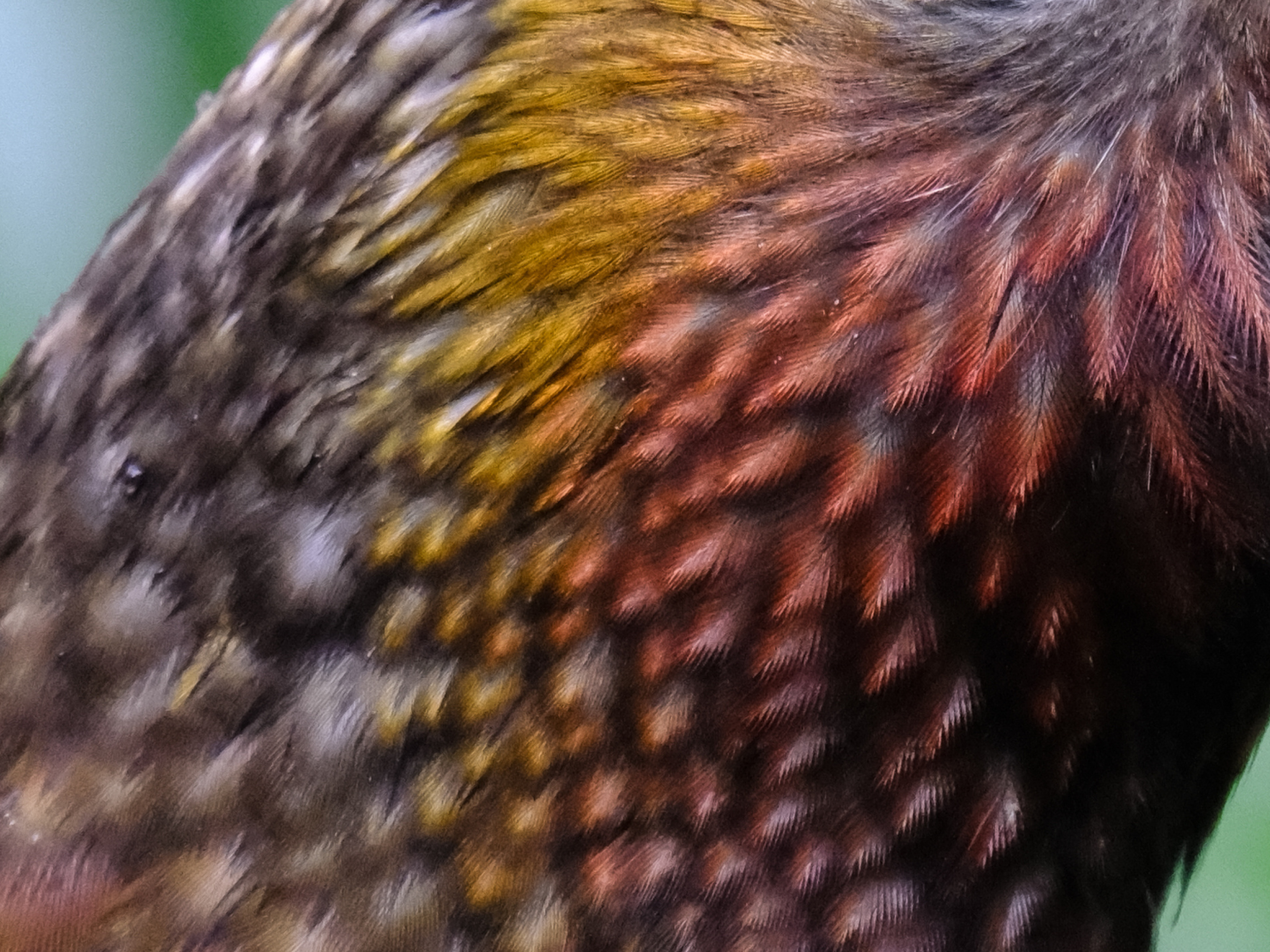 TARM Level 2 full time kea feathers