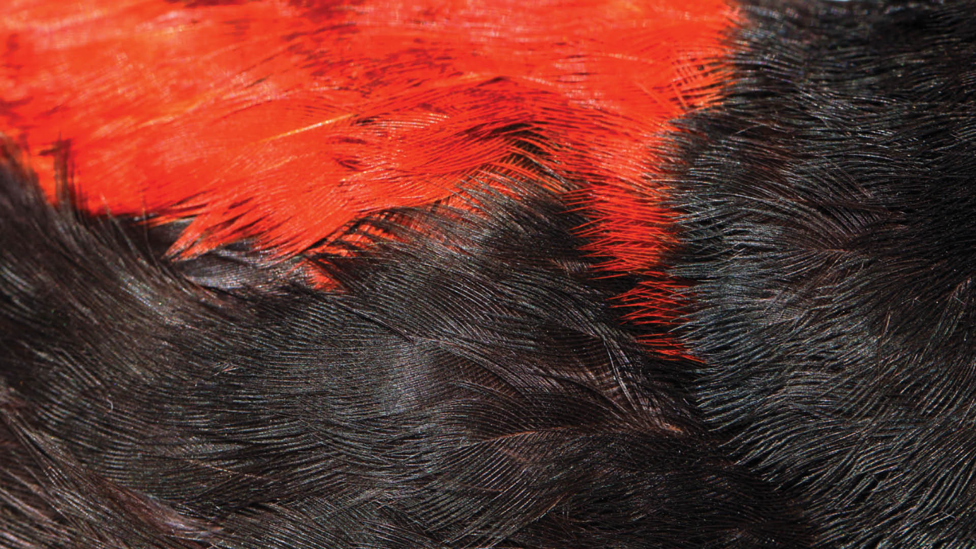 Te Wānanga o Aotearoa_Te Reo Māori_Te Pūtaketanga