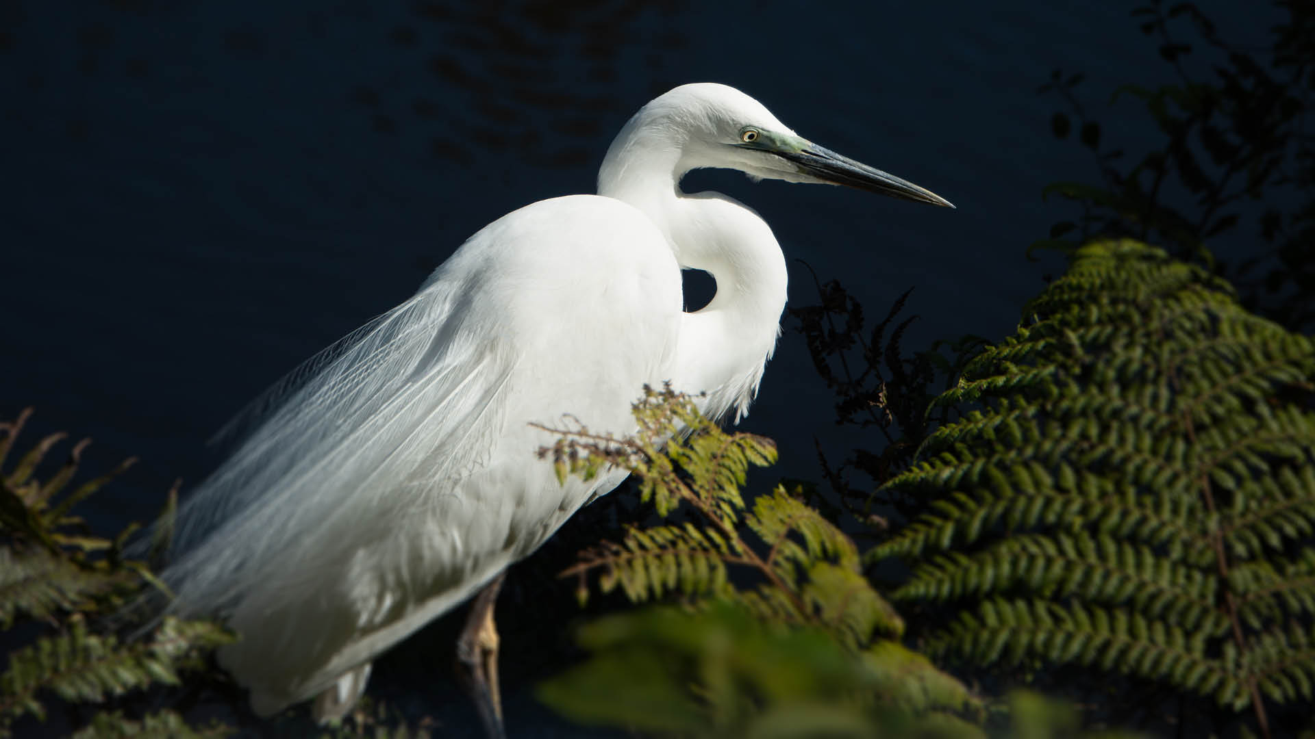 Te Wānanga o Aotearoa_Te Reo Māori_Te Tohu Paerua