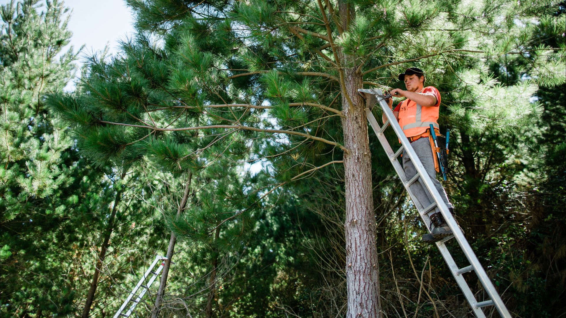 Te Wānanga o Aotearoa_Mahi ā-rehe_Forest Industry Foundation Skills - Whangārei