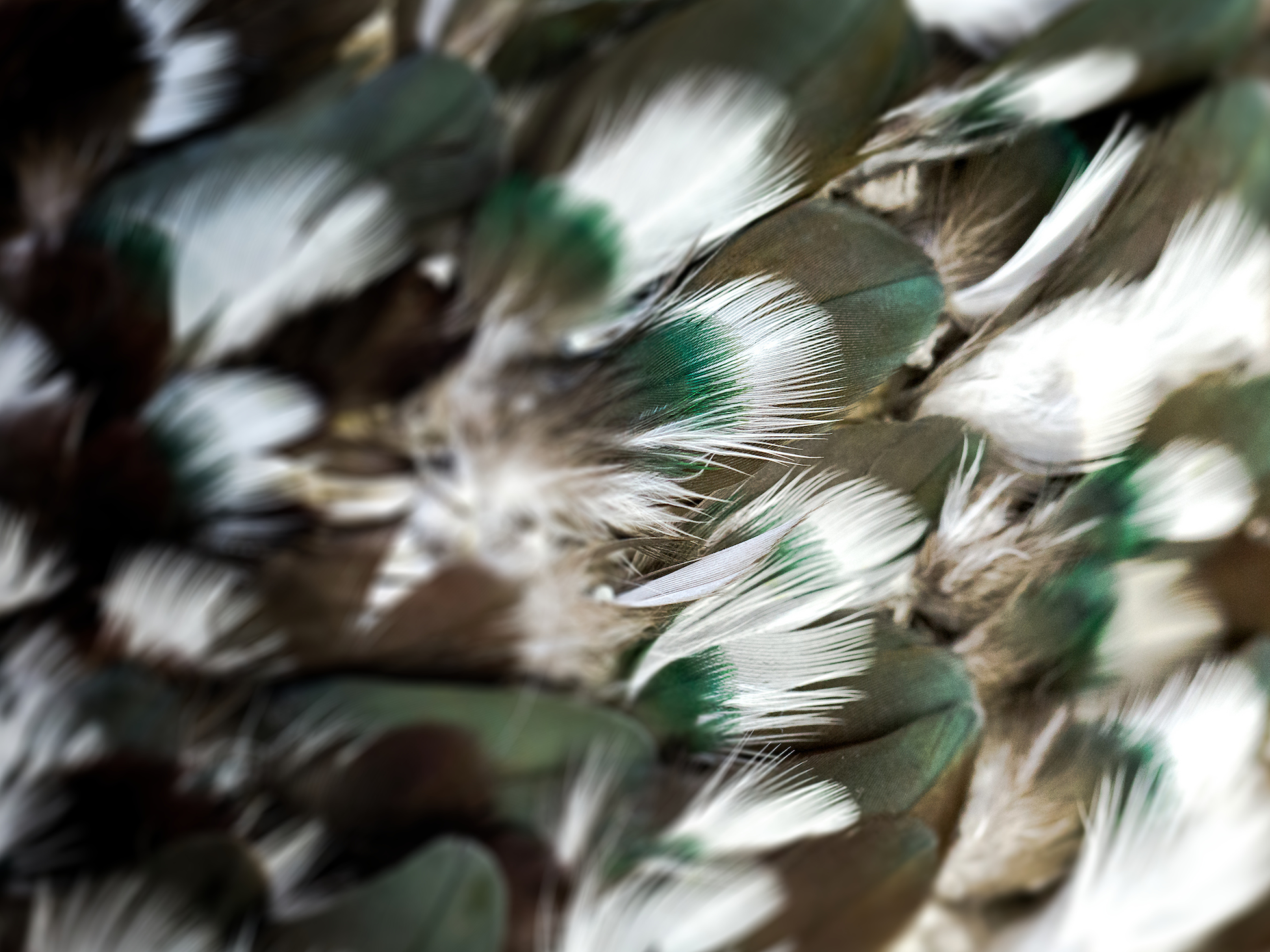 TARM Level 1 full time kereru feathers